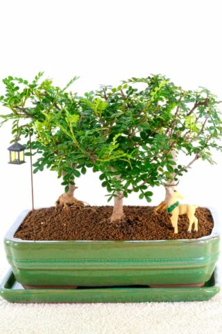 Triple composition of Aromatic Pepper bonsai for sale UK