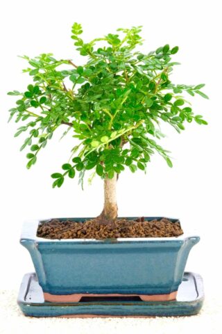 Aromatic Pepper Bonsai Tree in teal ceramic pot with matching drip tray
