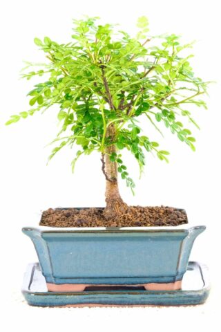 Stunning miniature Bonsai tree in fluted pot- perfect for beginners
