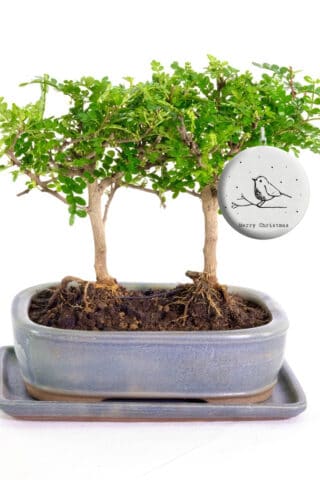 A very cute twin miniature indoor bonsai with Christmas bauble
