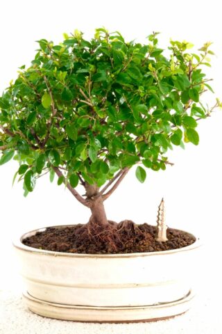 Orchard-style Sweet plum bonsai for sale UK