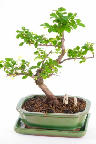 Lovely winding trunk shape with great branch placement