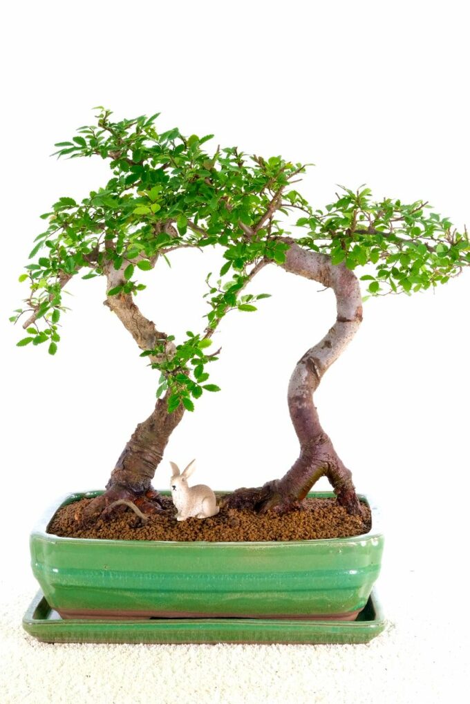 Powerful twin Chinese elm for beginners