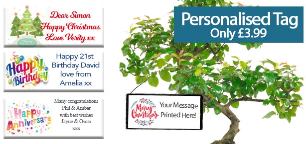 Personalised Bonsai Tree Range fro sale
