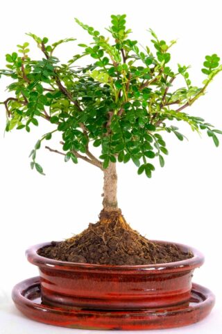 very dainty fragrant little pepper bonsai for sale