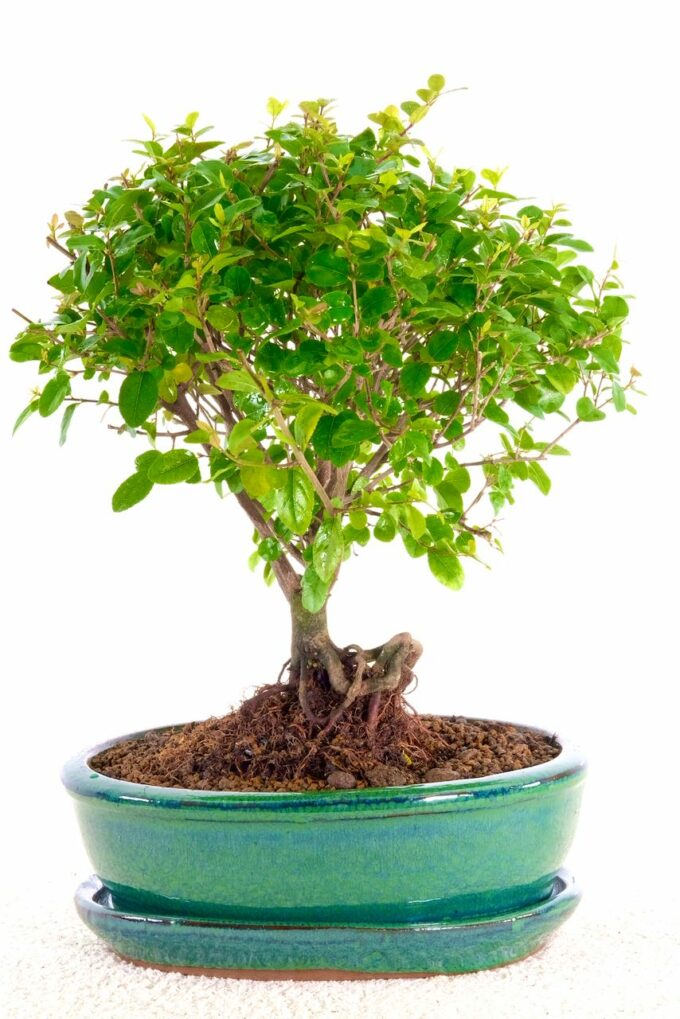 Woodland style fruiting indoor Bonsai for sale