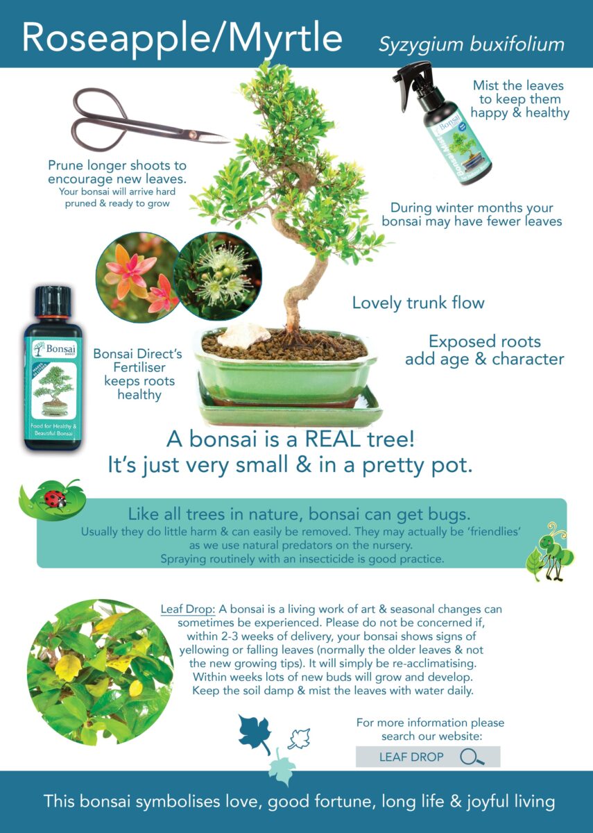 Indoor Bonsai Care Guides Bonsai Trees for Sale UK