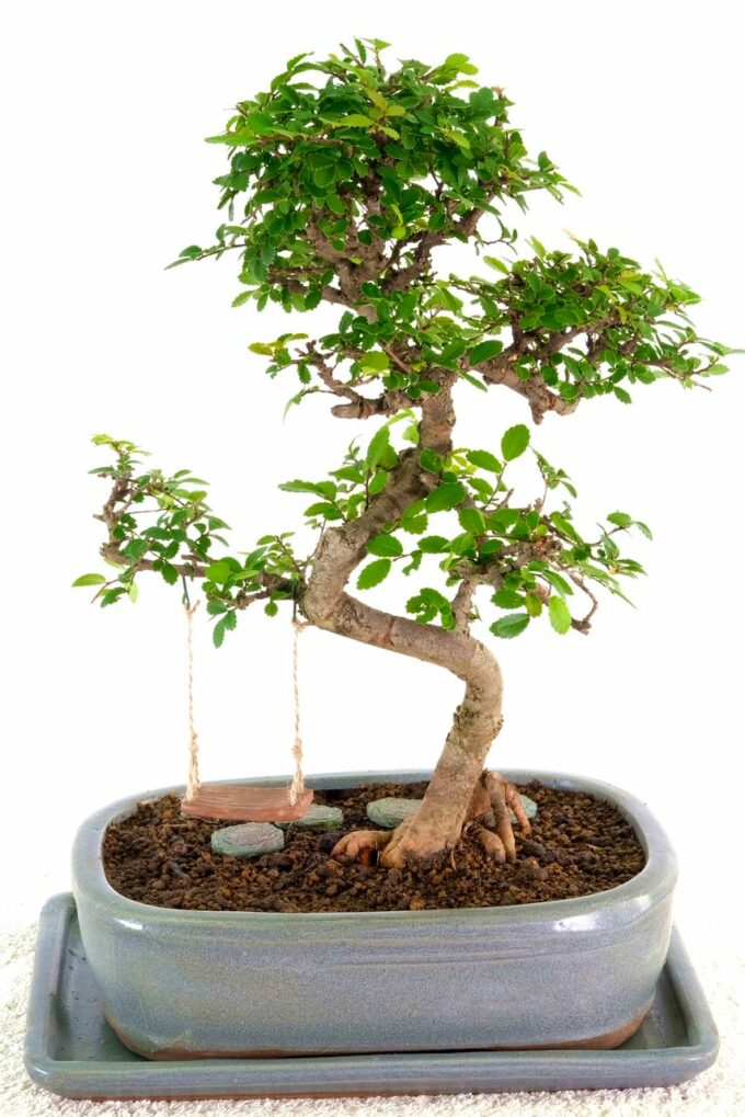Twisty Chinese Elm bonsai for sale UK