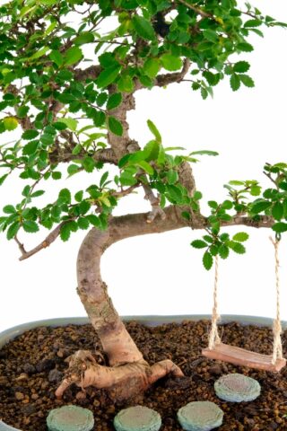 Excellent trunk shape with great branch placement