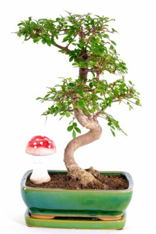 Incredible indoor Chinese Elm bonsai for sale UK