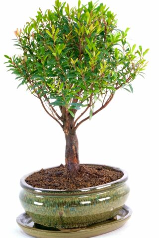 Myrtle Bonsai tree with blush red tips and red toned bark