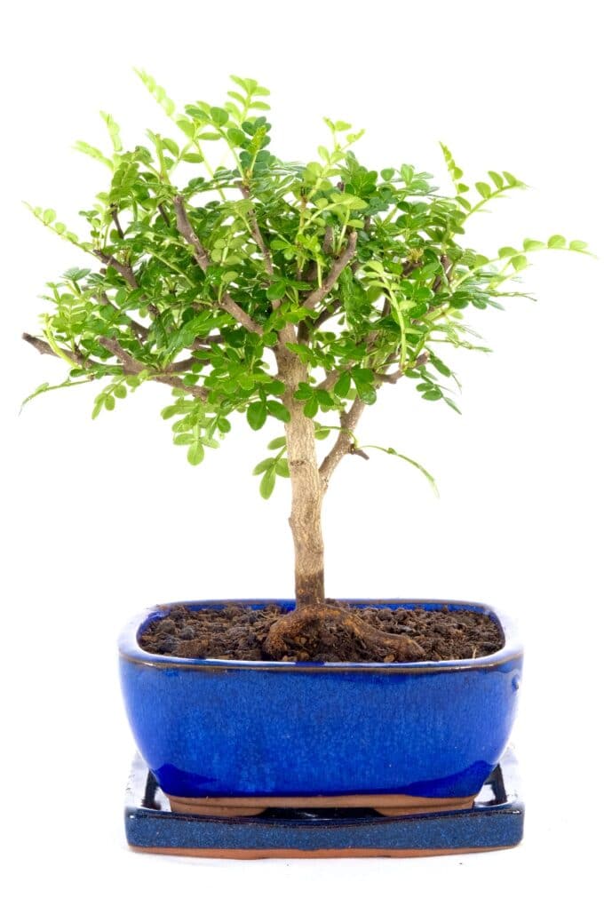 Adorable Pepper Bonsai tree in blue ceramic pot and matching drip tray