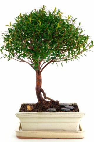 Stunning Roseapple Bonsai with stepping stones and hedgehog