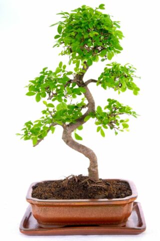 Stunning Chinese Elm bonsai with s-shaped trunk and balanced branch structure