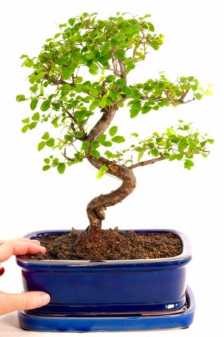 Twisty Sweet Plum bonsai tree in ceramic pot with matching drip tray