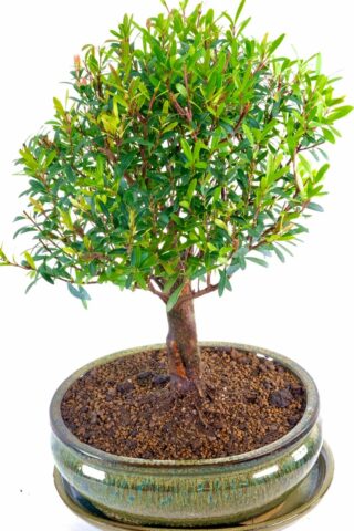 Bonsai tree with full foliage canopy, produces cream flowers and berrys