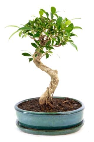 Serpentine Ficus bonsai for sale UK