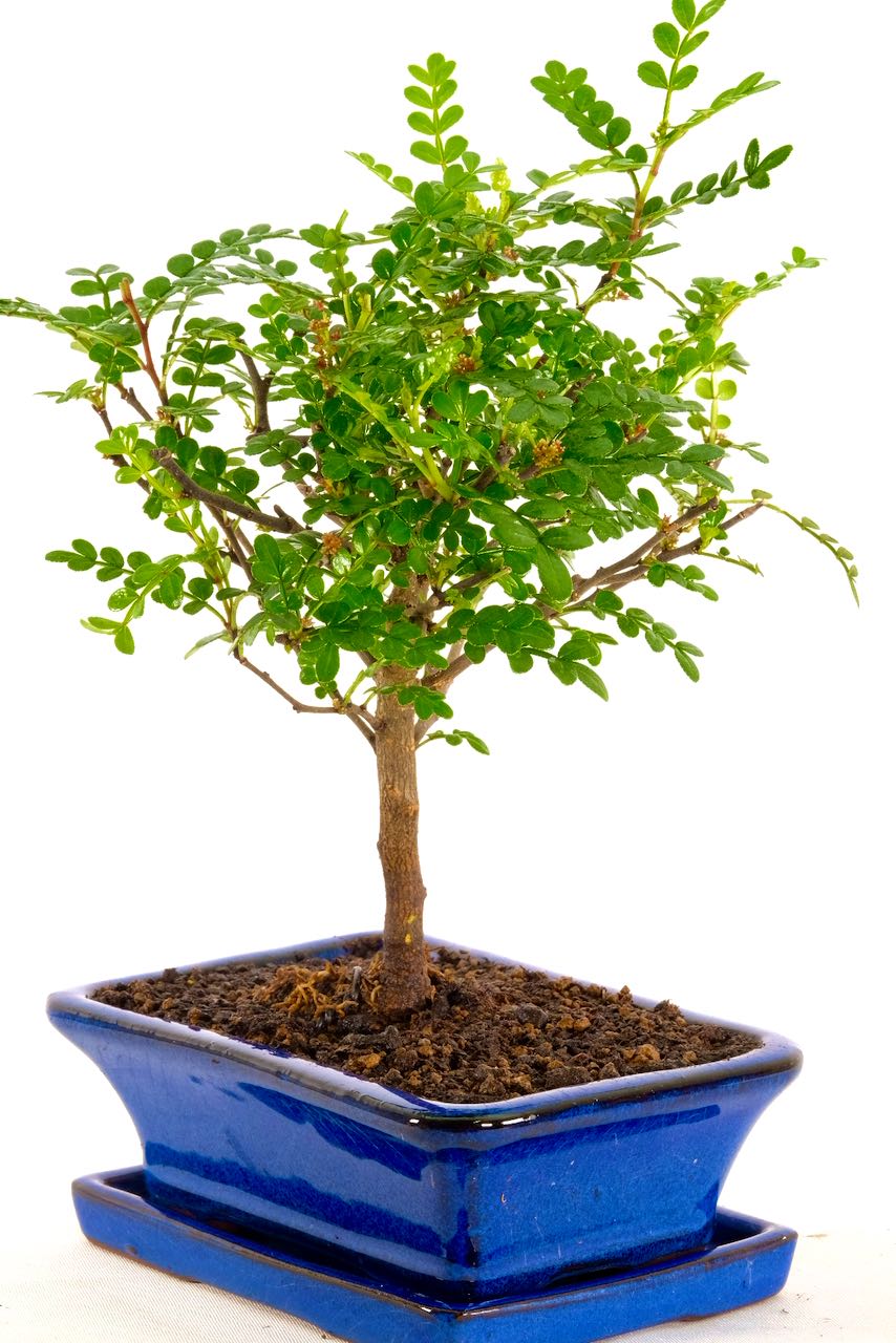 Shohin Aromatic Pepper Bonsai Zesty & Invigorating for sale UK