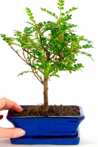 Adorable miniature bonsai tree with glossy green foliage