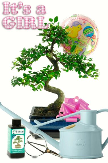 Baby girl bonsai kit. The perfect new parents gift.