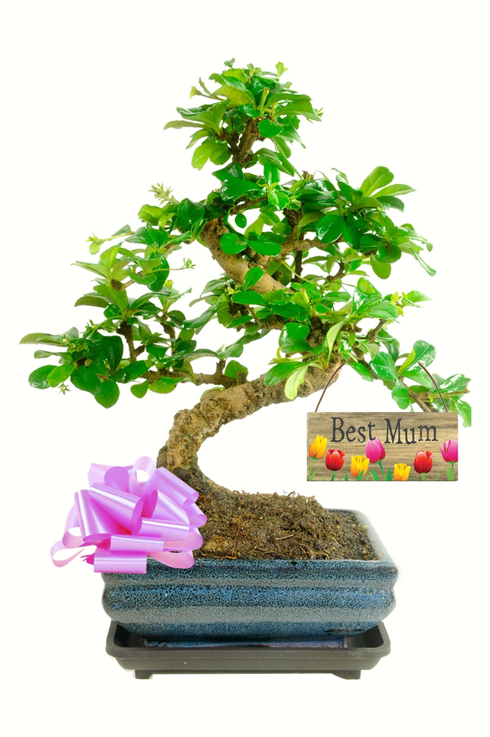 Beautiful flowering indoor bonsai for sale for your best mum