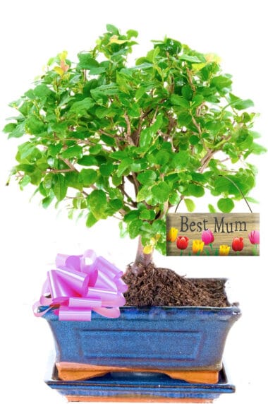 Woodland style fruiting beginners indoor bonsai gift for your best mum