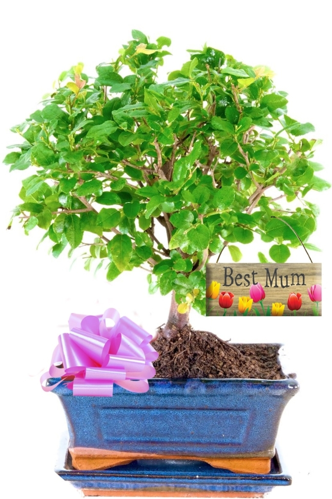 Mother's Day Fruiting Woodland Style Beginners Indoor Bonsai UK