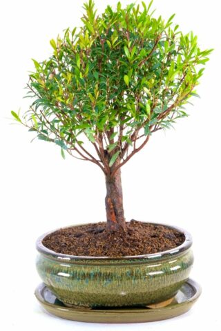 Stunning broom-style roseapple bonsai tree in ceramic pot