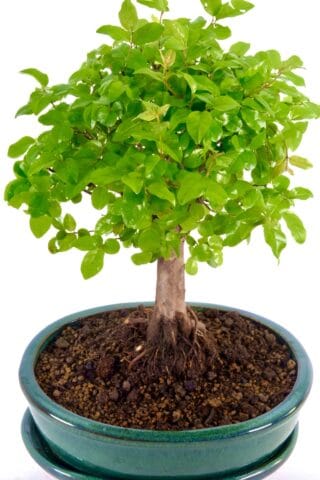 orchard-style bonsai perfect for beginners and easy to care for