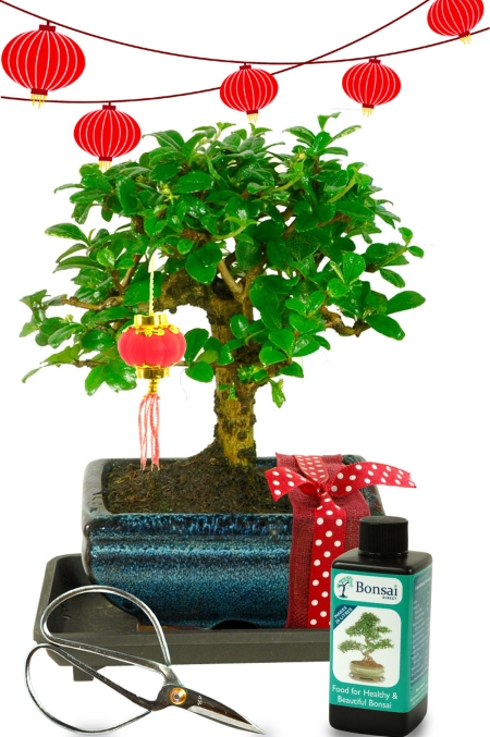Stunning Orchard Style Flowering Indoor Bonsai Chinese New Year Gift