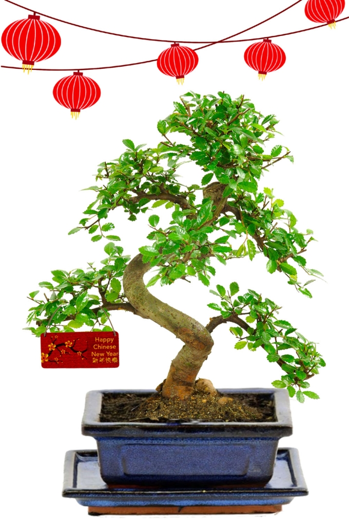 Chinese New Year plant for beginners