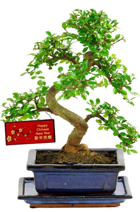 Happy Chinese New Year Bonsai