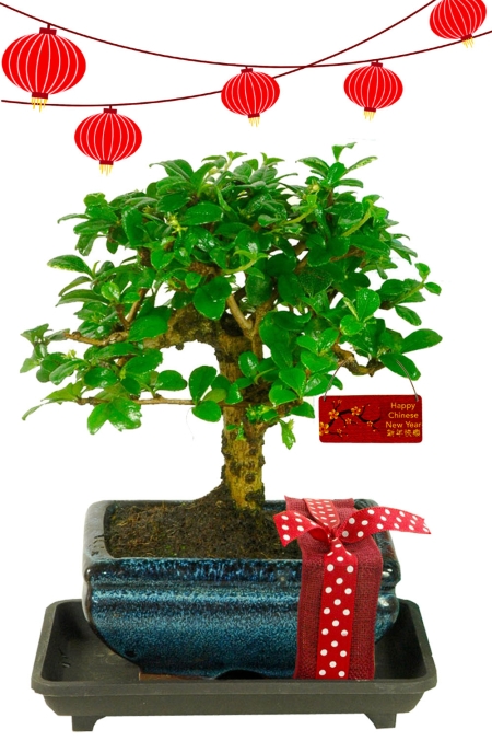 Traditional Chinese New Year Gifts | Chinese New Year Flowering Bonsai Tree