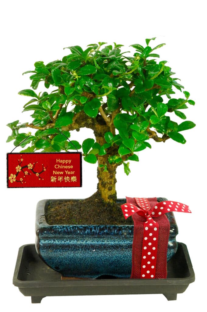 Cute flowering indoor bonsai to celebrate the Chinese New Year