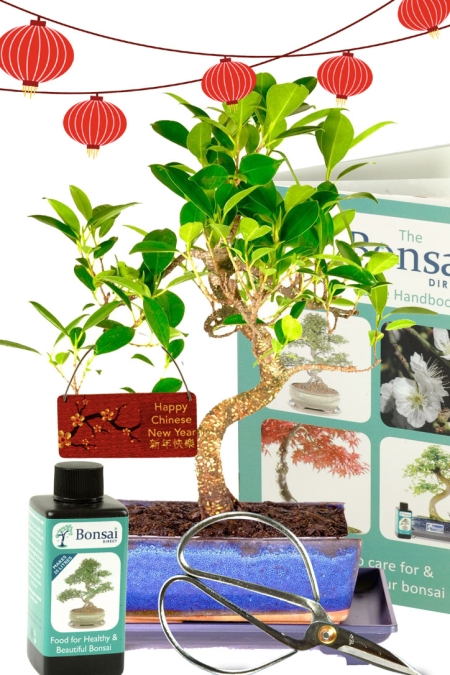 12 Year Old Beginners Indoor Ficus Bonsai - Easy Care BEST BUY SAVE 25%