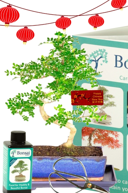 Aromatic Pepper Tree Chinese New Year bonsai gift