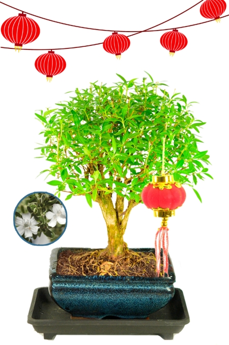 Flowering Chinese New Year Tree - Tree of a Thousand Stars
