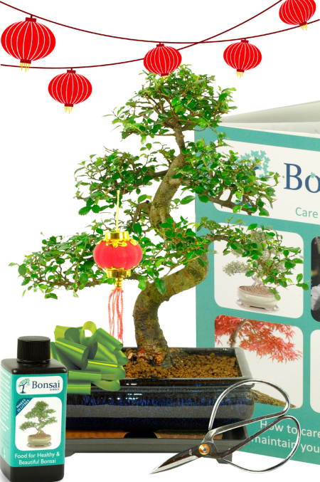 Chinese New Year Bonsai Tree - Chinese Elm Comprehensive Kit