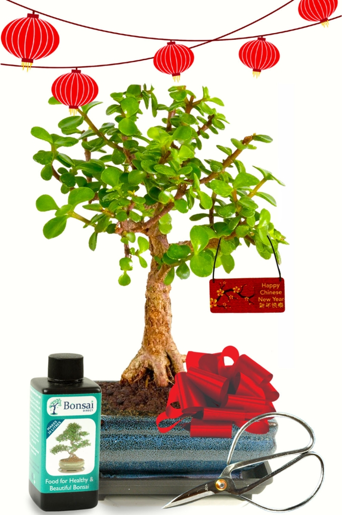 Easy Care Orchard-Style Indoor "Money Tree" Jade Bonsai