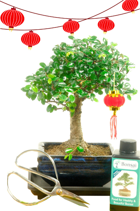 Complete Beginners Baby Bonsai Set Gift with Red Chinese Lantern