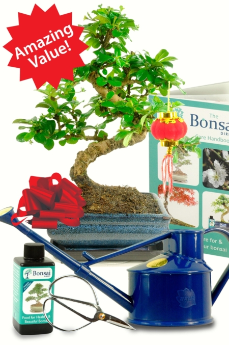 Chinese New Year bonsai kit