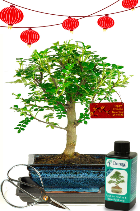 Chinese New Year Plant Gift | Aromatic Pepper Baby Indoor Bonsai