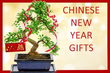Chinese New Year Bonsai Gifts