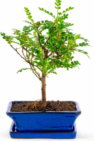 Broom-style pepper tree in royal blue pot