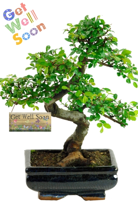 Get Well Soon beginners bonsai tree