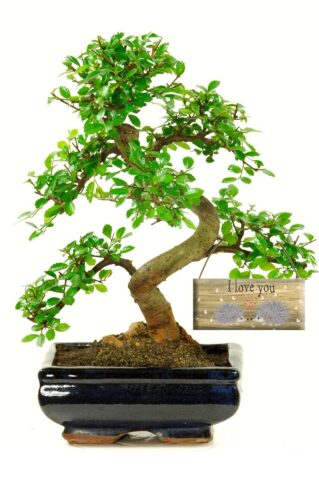 A beautiful bonsai to express your love & devotion