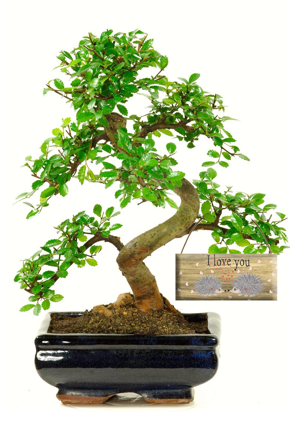 Twisty Style Beginners Indoor Bonsai Meaning Love & Devotion