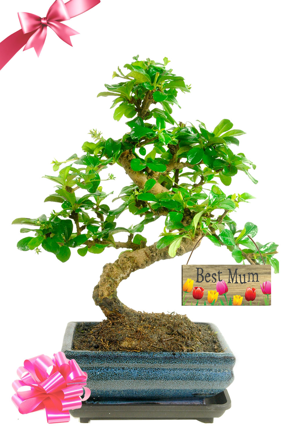 Best Mum Oriental Fukien Tea Tree Flowering Indoor Bonsai
