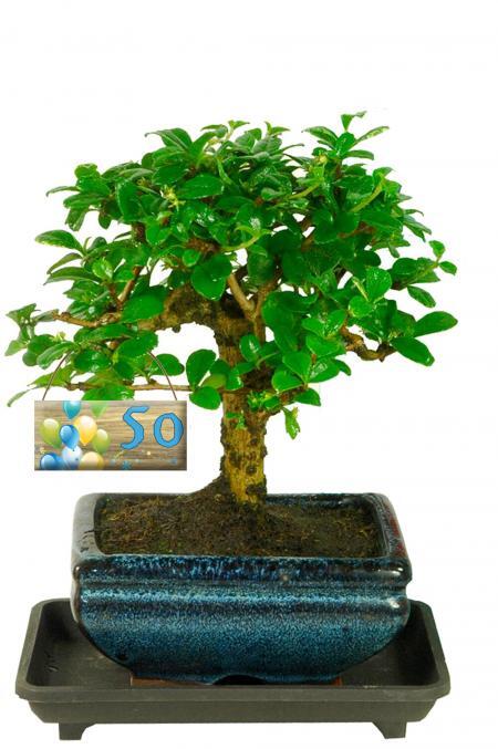 Milestone Birthday Flowering Woodland Style Bonsai Tree - gifts for 50th birthday woman