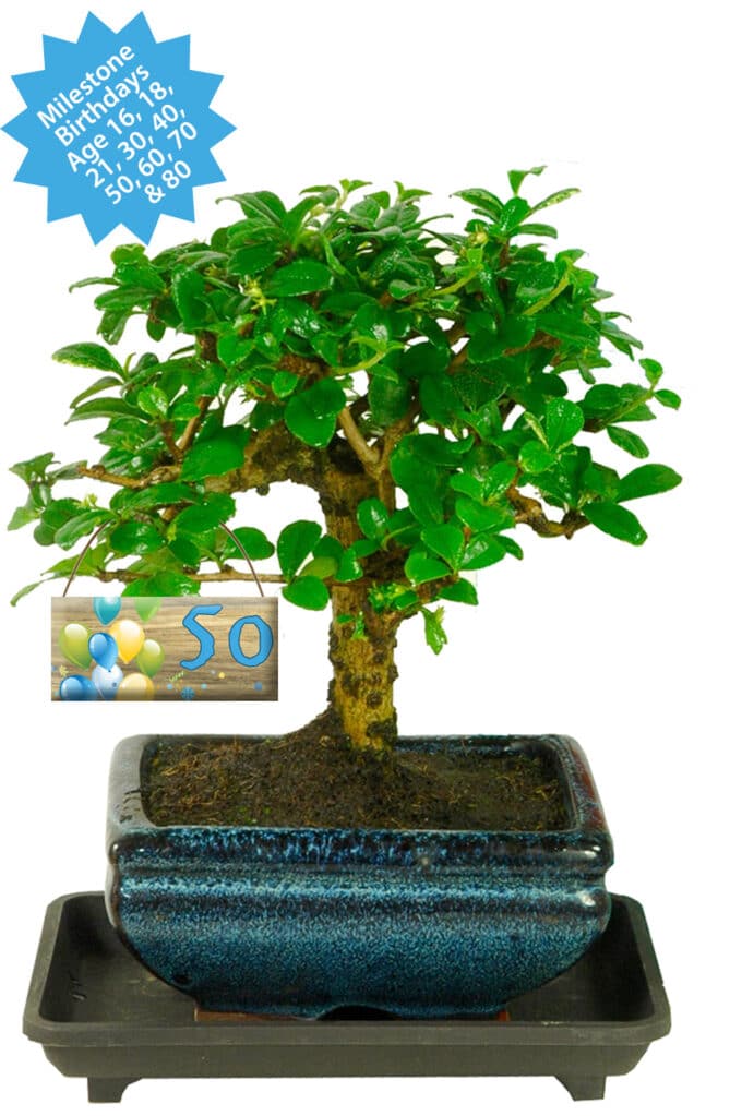 Miniature bonsai milestone birthday gift. Perfect Gifts for 50th Birthday Woman
